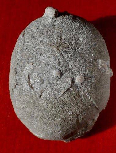 Oursin fossile éocène - ÉocÈne, du