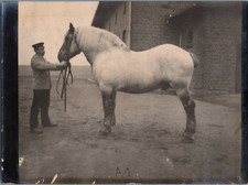 France, Cheval, Percheron