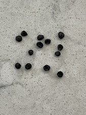 Green Spider Plant Seeds (20)