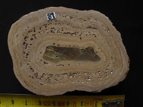 Coupe polie stromatolithes - coupe,