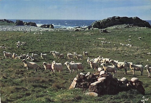 Ile ouessant les moutons - 29,