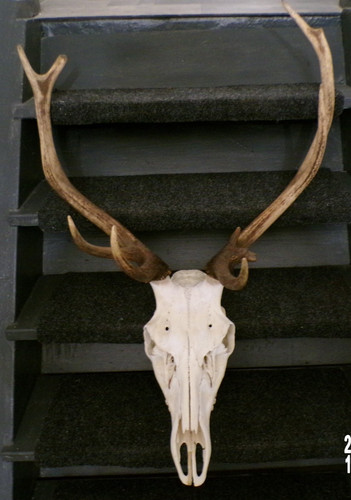 Massacre bois cerf - de,