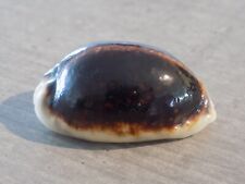 Coquillage : NEW CYPRAEA M.EGLANTINA  NIGER & ROSTREE de 49 mm NLL CALEDONIE
