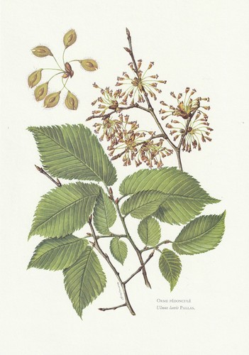 Planche histoire naturelle - 35,