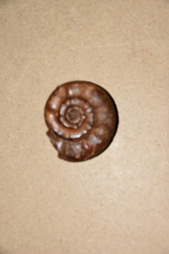 Ammonite xenodiscus lidacensis - ammonite,