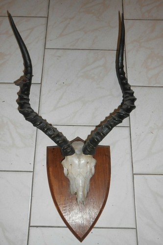 Trophée massacre déco - trophée,