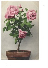 FANTAISIE - FLEURS - ROSIER ROSE DANS POT