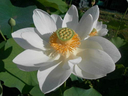 Nelumbo nucifera lotus - nelumbo, blanc