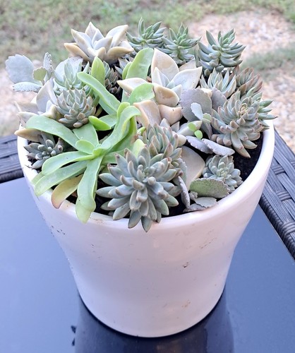Plantes grasses diverses dans - diverses,