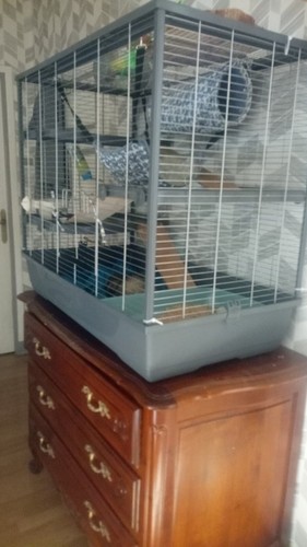 Furet avec cage accessoires - furet,