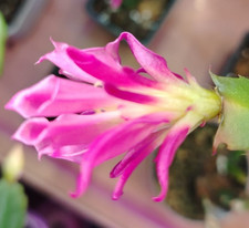 Schlumbergera starbust 1 - schlumbergera,