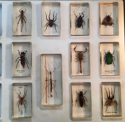 Collections insectes - , 11