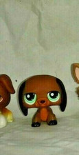 chien Teckel marron yeux vert