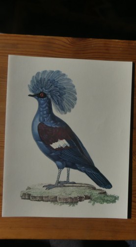 Ornithologie peinture - ornithologie,