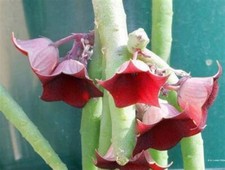 Huernia Pendula - 3.5" Pot -