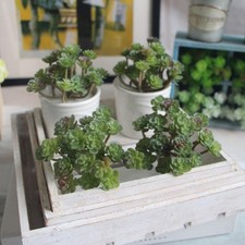 Artificiel Succulent Plantes