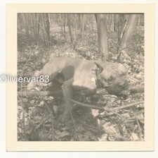 Vintage photo - boxer dog playing with tree branch in woods