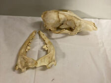 Ancien Tete Machoire Animal SQuelette Curiosite Science Taxidermie Deco Étrange