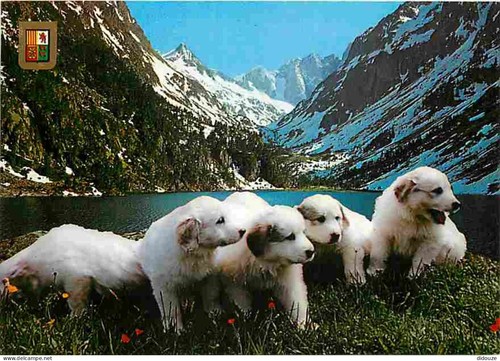 Carte postale animaux - carte,