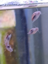 Lot De 150 Escargots Aquarium