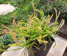Plante carnivore Drosera