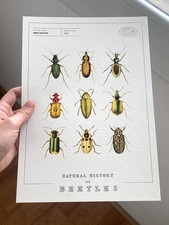 Affiche Ancienne Insectes -