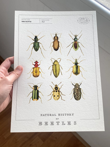 Affiche ancienne insectes - affiche,