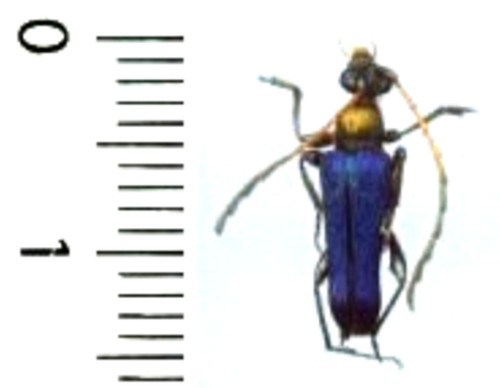 Cerambycidae - ,