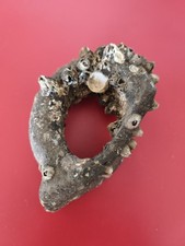 Fragment d’amphore grecque