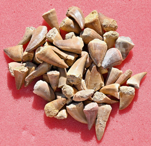 Fifty mosasaur teeth - a++,