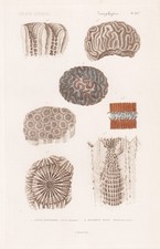 Astrea Heliopora Corail