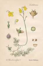 Utricularia Vulgaris - Casque