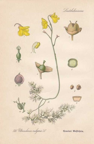 Utricularia vulgaris casque - utricularia,