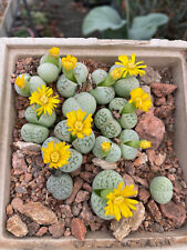 Dinteranthus vanzylii 'Emerald' - PRICE FOR ONE OF THE PLANT IN THE PHOTO