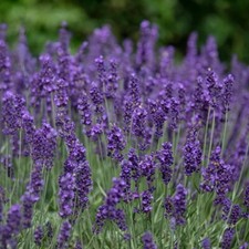 100 Graines de Lavande Provençale BIO fleurs vivace officinale jardin