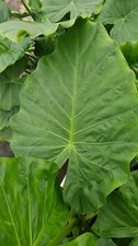 Alocasia odora / Oreille