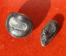 DENTS DE POISSONS FOSSILES DU CRÉTACÉ DE CHARENTE