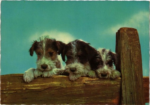 Cpm fox terrier chien - ak,