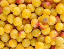 Lot de 10 noyaux  de mirabelle