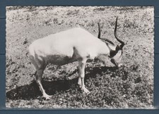 CPSM vers 1960 nature faune