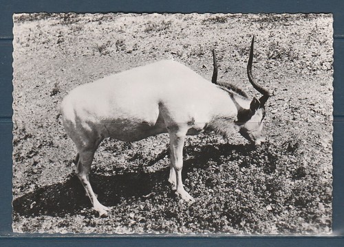 Cpsm vers 1960 nature - cpsm,