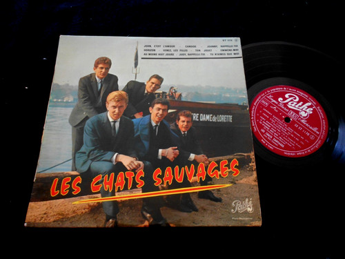 Les chats sauvages - chats,