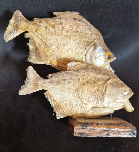Piranhas cabinet curiosité - piranhas,