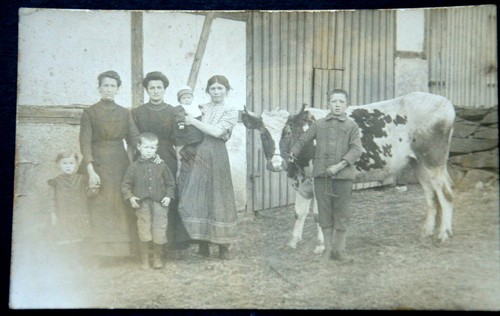 48263 animaux vache - 48263, ak