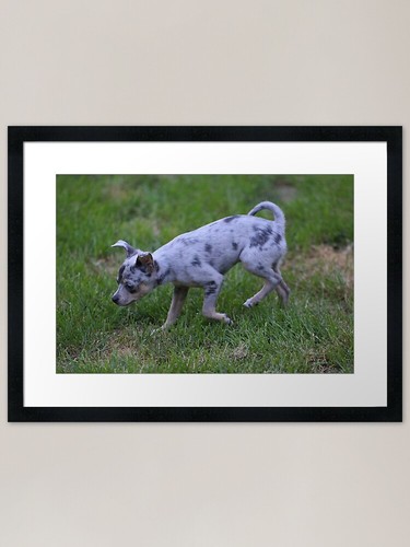 Merle chihuahua puppy - , framed