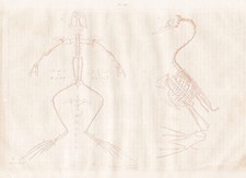 Squelette Oiseau Oiseaux