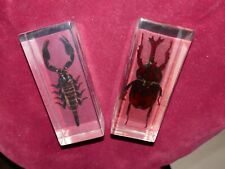 1 insecte et 1 scorpion inclusions en résine L 11cm