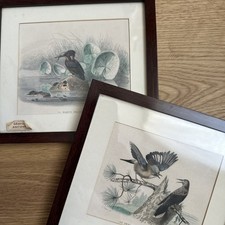 D’après BUFFON 2 anciennes planches gravures estampes  oiseaux encadrées