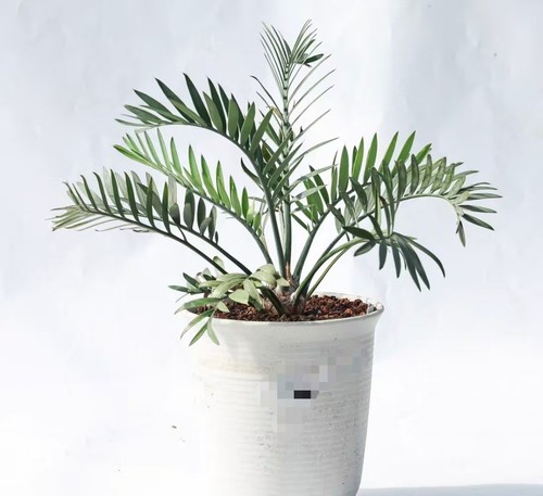 Pot 24cm rare cacti - rare,