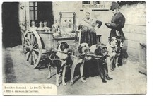 BELGIQUE  LAITIERE FLAMANDE LE PROCES VERBAL  ATTELAGE DE CHIENS